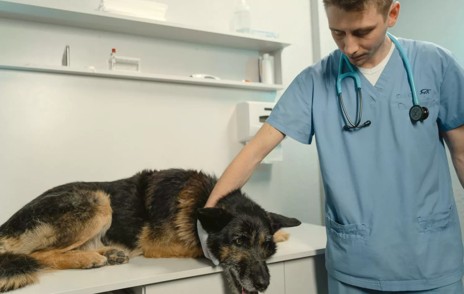 Mannlig veterinær klapper en hund på en undersøkelsesbenk
